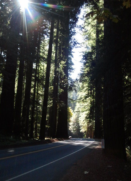 road through the trees